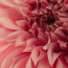 Detailed macro image of a blooming pink dahlia flower, showing soft layered petals with natural textures and intricate floral structure.