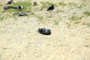 鳩の群れ