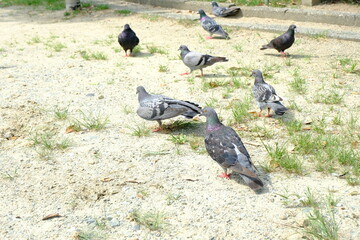 鳩の群れ
