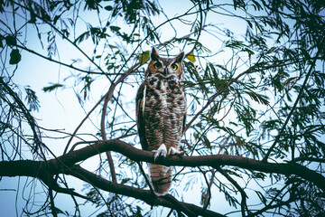 Búho cornudo posado en rama entre hojas de árbol