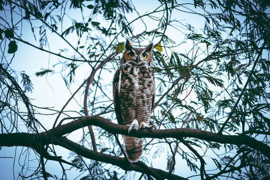 B&uacute;ho cornudo posado en rama entre hojas de &aacute;rbol