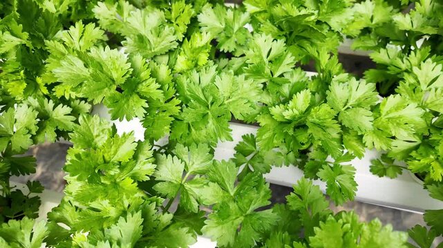 A series of video clips showing fresh baby celery growing in a modern hydroponic system inside a greenhouse in Da Lat, Vietnam. The footage highlights clean, sustainable, and innovative farming techno