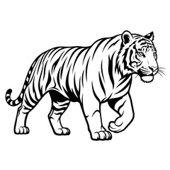 Detailed Line Art Tiger Illustration Walking Fiercely Wildlife Animal