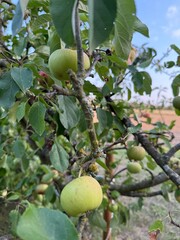 Apfel Apfelbaum Pyrus Spiraeoideae Äpfel Obst Kulturapfel Baum Frucht Ernte Malus domestica Apfelmus Apfelsaft Apple Malus apple tree Pyrus Spiraeoideae fruit cultivated apple ornamental Apfelwein