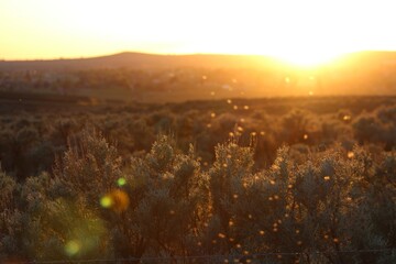 Sunset with glowing orange sky over sagebrush, featuring warm sunlight and lens flare, capturing the serene beauty of a desert landscape bathed in golden light.