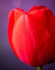 Close-up of a vibrant red tulip (3)