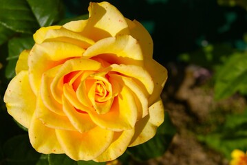 Close-up of a beautiful yellow rose with green leaves. Perfect for use in projects related to love, friendship, greetings and flowers.