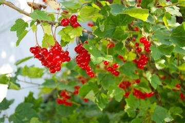 Redcurrants on a bush. Close-up of redcurrants on a bush in sunlight. Bright and fresh berries are ready to eat.