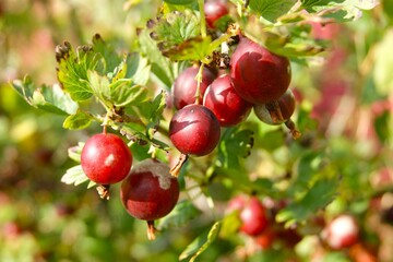Close-up of ripe red gooseberries on a bush in a sunny garden. The photo shows the generous harvest and freshness of summer berries.