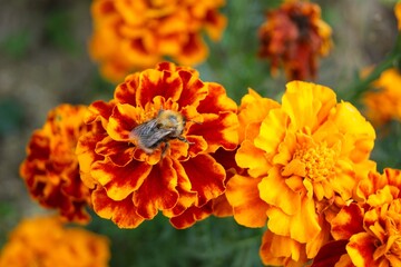 Close-up of a bumblebee collecting nectar from marigolds. Bright summer day in the garden.