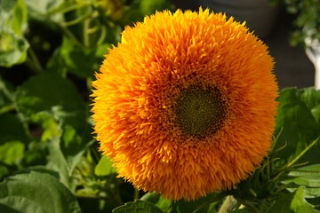 Close-up of a bright yellow double Teddy Bear sunflower in a summer garden. Fluffy and sunny, this flower makes you smile. Perfect for use in children's designs, summer product ads, and gardening