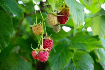 Ripening raspberries in the garden (Rubus idaeus). Close-up of ripening raspberries on a branch with green leaves. Red, pink and yellow berries in a sunny garden.