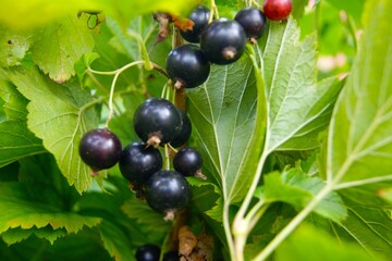 Close-up of ripe blackcurrant on a bush with green leaves. Fresh berries, ready to be picked.