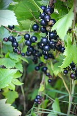 Close-up of ripe blackcurrant on a bush with green leaves. Fresh berries, ready to be picked.