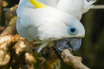 The parrot's beak is so strong that it can be used to tear tree bark and even cut branches.