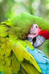 Close up photo of a green parrot preening its feathers