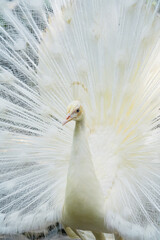 The White Peacock (Pavo cristatus mut. alba) is a genetic mutation of the Indian peafowl (Pavo cristatus) which causes a lack of melanin pigment production, so its feathers are white