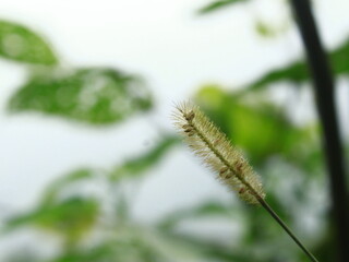 caterpillar on a leaf