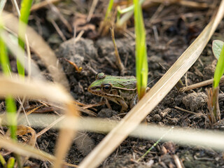田んぼのトノサマガエル