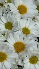 Obraz premium Beautiful natural white daisys flowers.