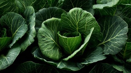 Fototapeta premium Collard greens with deep green texture