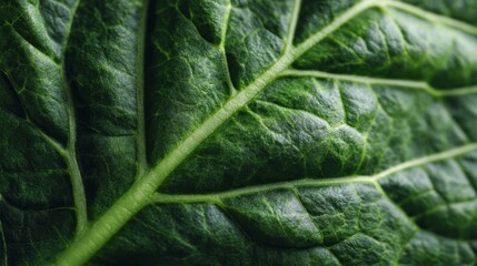 Spinach leaf close-up