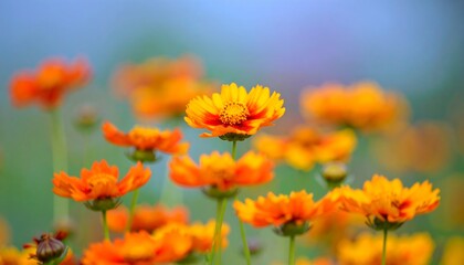 Close-up of vibrant orange-yellow flowers in soft focus