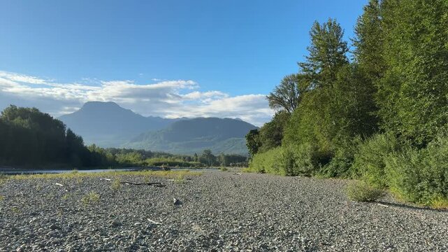 Walking to fish the Skagit river in Washington state during late summer season with blacktail deer running in background  