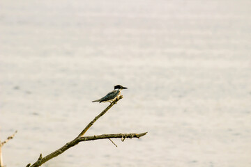 king fisher bird on lake erie