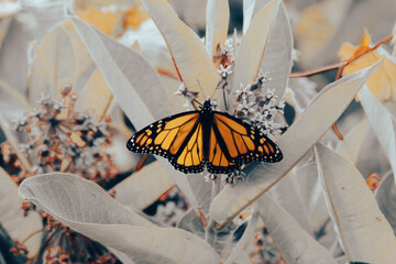 monarch butterfly on a flower © mynewturtle