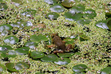 frog on duckweed and amazon frogbit