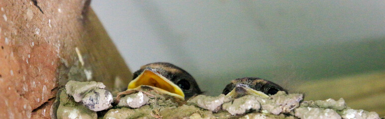 baby barn swallows 