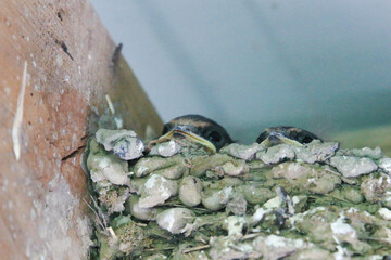 baby barn swallows 