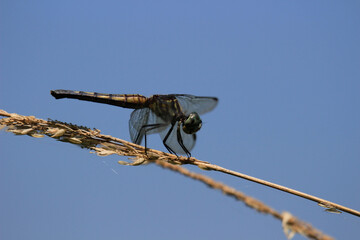 dragon fly close up on a long strand of wild grass