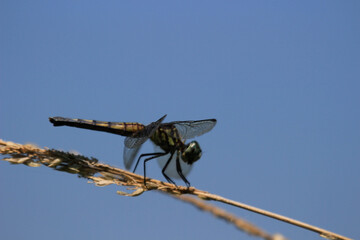 dragon fly close up on a long strand of wild grass