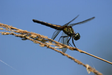 dragon fly close up on a long strand of wild grass