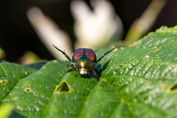 japanese beetle