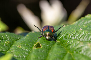 invasive japanese beetle