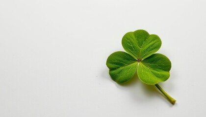 four leaf clover resting on a white surface rendered as a vintage botanical print on white, with negative space.