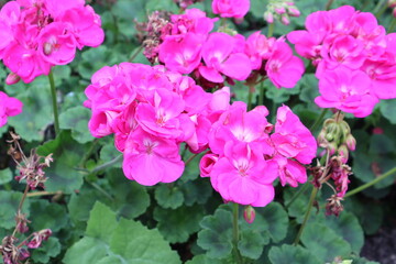 Pink geraniums