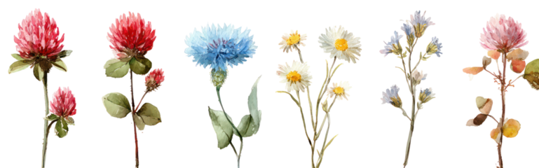 Watercolor Wildflower Collection Featuring Red Clover on Transparent Background