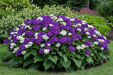 Heliotrope,vanilla scent,fragrant flower,purple clusters.A wide shot of a heliotrope plant in a flowerbed, showcasing its vibrant purple and white blooms surrounded by lush green foliage