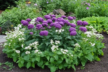 A wide shot of a heliotrope plant in a flowerbed, showcasing its vibrant purple and white blooms surrounded by lush green foliage.Heliotrope,purple clusters,vanilla scent,fragrant flower.