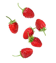 Fresh ripe wild strawberries falling against white background