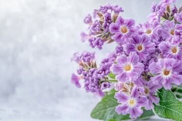 Fototapeta premium A photo of a bunch of heliotrope flowers arranged in a bouquet, with a light, airy background, capturing the softness and charm.Heliotrope,vanilla scent,fragrant flower,purple clusters.