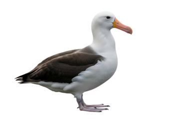A detailed profile view of a majestic seabird, showcasing its striking black and white plumage against a stark black background.