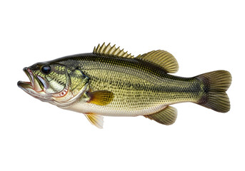 A detailed profile view of a speckled bass, displaying its intricate scales and fins against a striking black background.