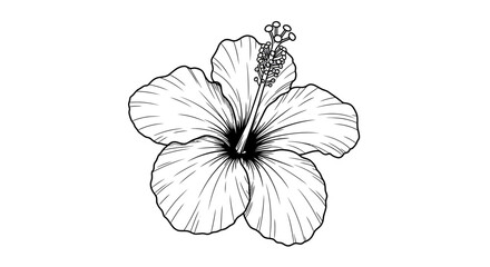 Fototapeta premium Detailed line drawing of a vibrant hibiscus flower, showcasing intricate petal details and a central pistil.