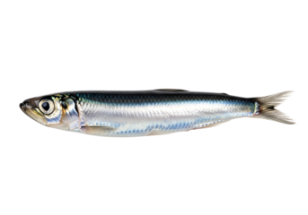 Close-up of a single, whole, fresh, small fish, presented against a pure black backdrop.  The fish displays a sleek, silver-gray body with darker, intricate markings, and a pointed tail.
