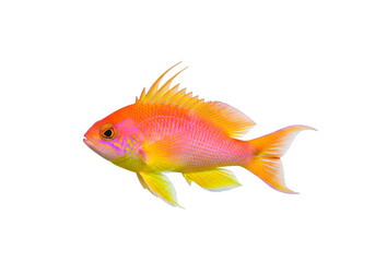 Fototapeta premium Vibrant coral fish in profile view, showcasing striking orange and pink hues against a black background.